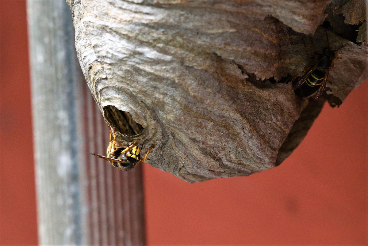 DIY WASP NEST REMOVAL